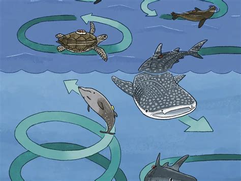 Animal Swim 的图像结果