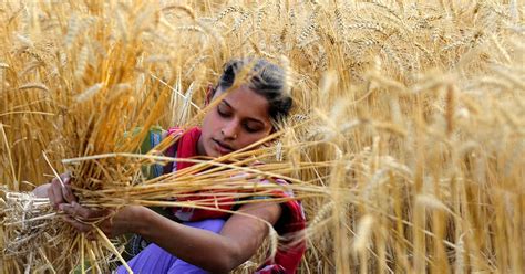 India’s new farm laws overlook the struggles of the women who grow 80% ...