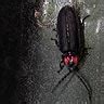 Image result for Alien Romulus Universe Timeline
