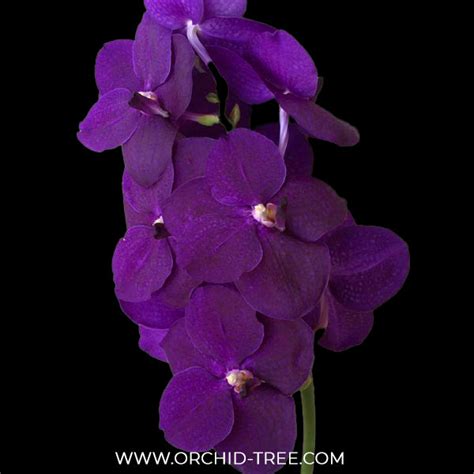 Buy Vanda Orchids Online India | Vanda Orchid | Orchid-tree – Orchid-Tree