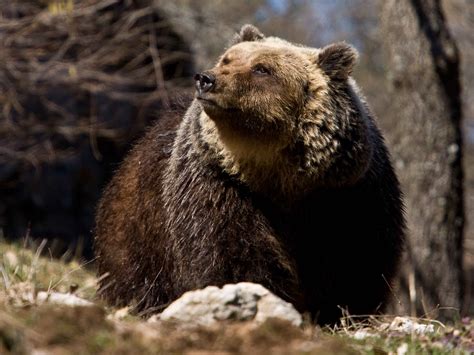 Water tank finally made safe for Marsican brown bears in the Central ...