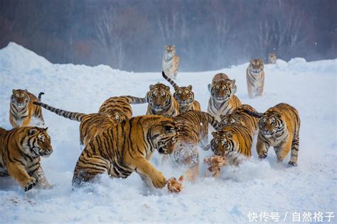 SCIENCE WORLD: 群居动物 / Haiwan hidup dalam kumpulan / Animals live in groups