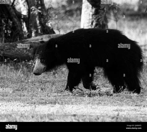 Wildlife in Sri Lanka Stock Photo - Alamy