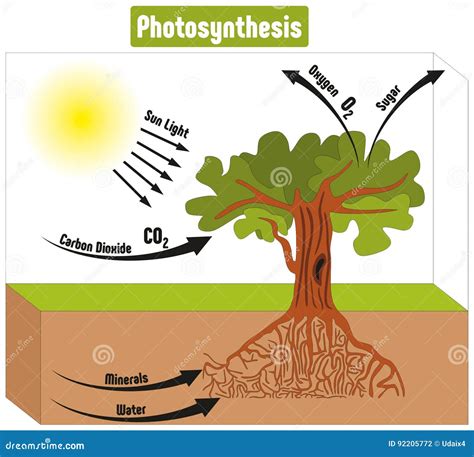 Photosynthesis Process in Plant Diagram Stock Vector - Illustration of dioxide, leaf: 92205772