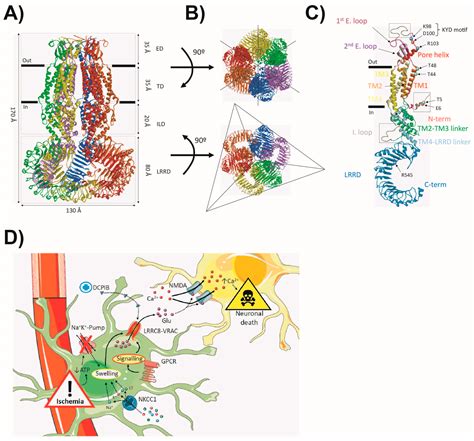 Chloride Channels in Astrocytes: Structure, Roles in Brain Homeostasis ...