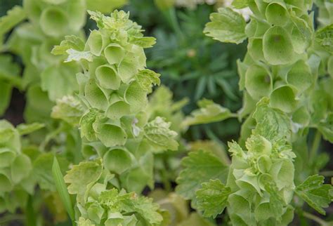 Bells Of Ireland Plant