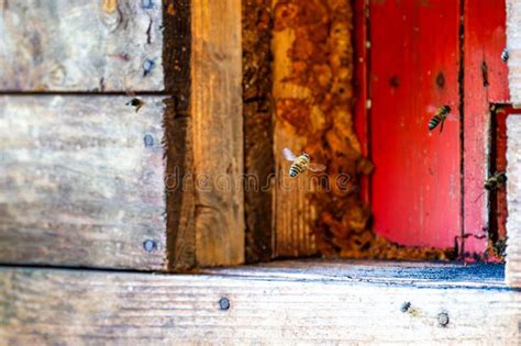 Image result for Bee Flying Front View