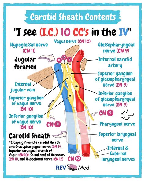 REV MED • Anatomy & Medical Education | Carotid stuff - swipe for ...