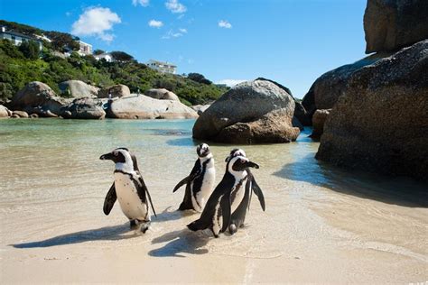 Cape Point and Boulders Beach Day Trip from Cape Town - Hellotickets