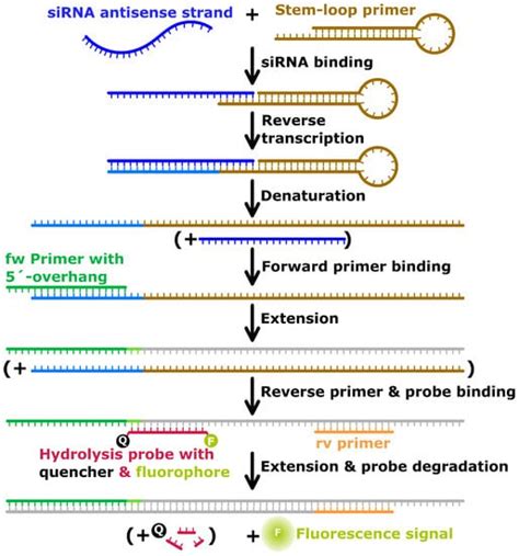 Analyzing siRNA Concentration, Complexation and Stability in Cationic ...