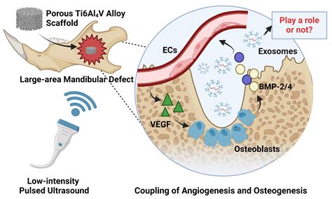 3D-Cultured MC3T3-E1-Derived Exosomes Promote Endothelial Cell ...
