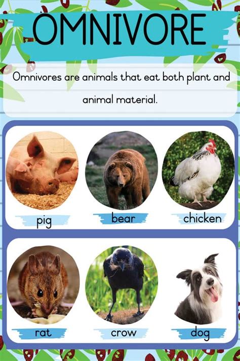 Print Hubz Kids Education Sticker Poster On Omnivores Animals|Early ...