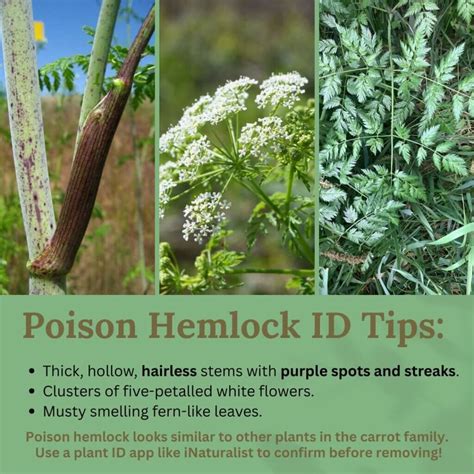 Spot It. Report It. Get Paid : Financial rewards for reporting toxic poison hemlock using the ...