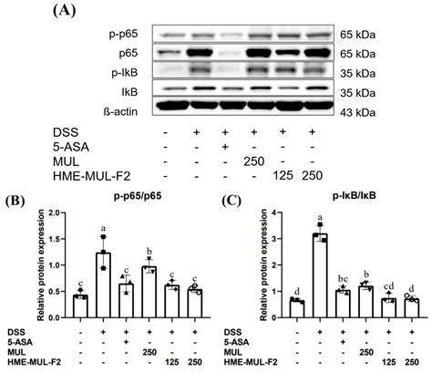 Regulation of Intestinal Barrier Function and Gut Microbiota by Hot ...
