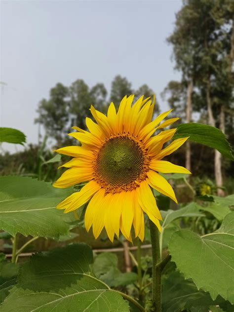 800 000+ 8-foot-tall-woman banque d’images et photos libres de droit ...