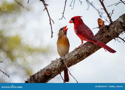 Male and Female Cardinal Birds on a Limb Stock Image - Image of trees ...