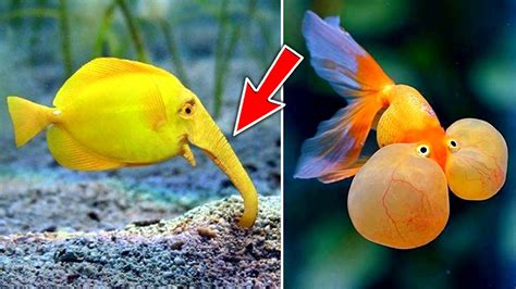 Image result for Rare Colorful Fish