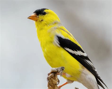 New Jersey State Bird