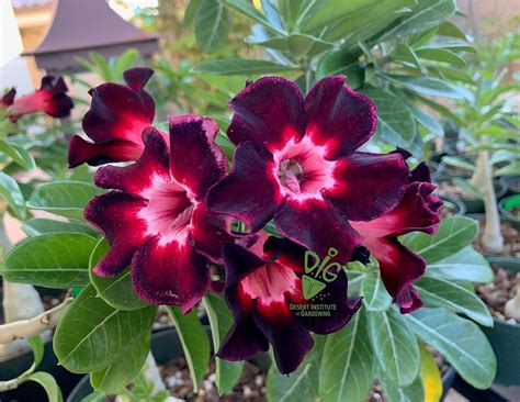 **CANCELED** DIG ONLINE: Growing Adeniums in Southern Arizona, Maricopa ...