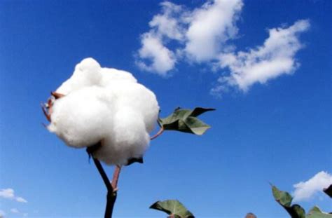 国际棉花期货市场你都了解吗？在纽约棉花期货交易所推出棉花之前，棉花市场价格波动很大，供求关系突然失衡会造成价格的剧烈波动... - 雪球