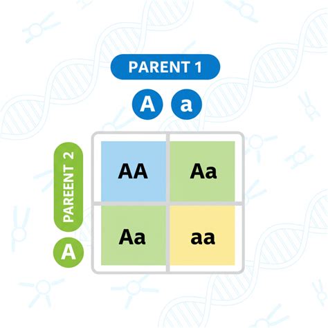 Punnett Square Calculator – Predict Genetics Free & Online