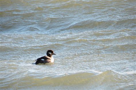 Waterfowl Walk with Master Naturalists, 8231 Beach Road, Chincoteague ...
