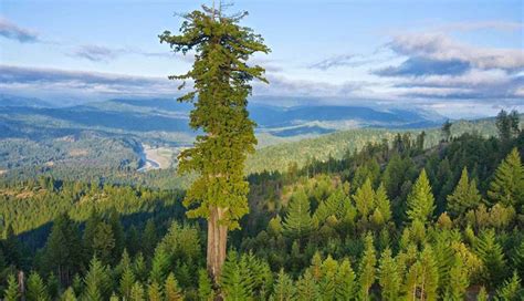 6 Most Tallest Trees To Visit Around The World - lifeberrys.com