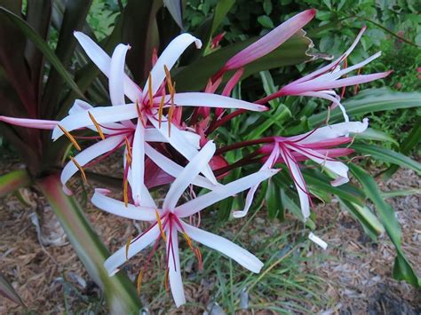 Amazon.com : Purple Crinum Lily, C. Asiaticum, Giant Purple Spider Lily ...