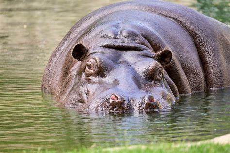 Hippopotamus Habitat