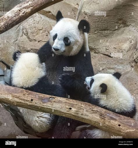 Giant pandas, bear pandas, baby panda and her mom hugging each other ...