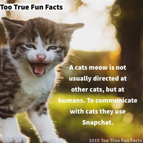 Fun Facts About Cats