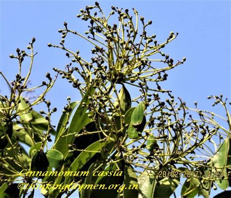 Medicinal Plant Details