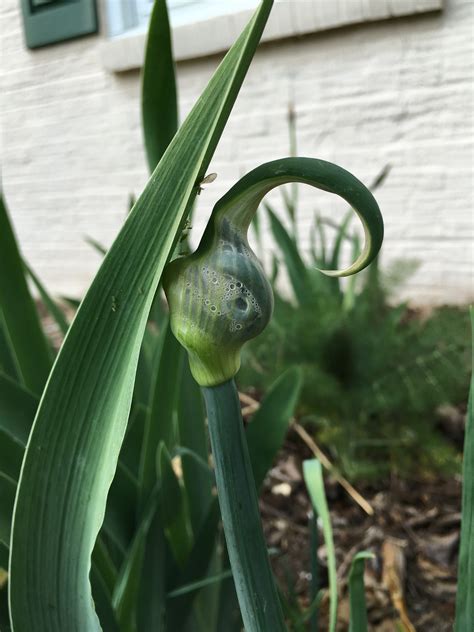 Walking Onions: Perennial Onion Plants for the Garden