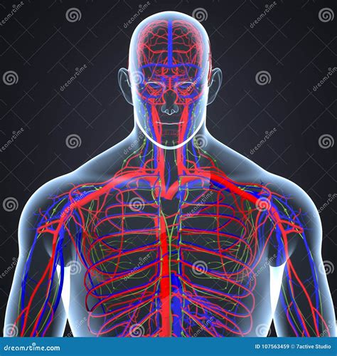 Arteries, Veins and Lymph Nodes in Human Body Posterior View Stock Illustration - Illustration ...