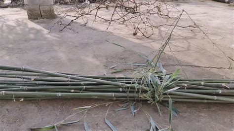 老人種了一批竹子，10年後長成畸形竹，剛要砍掉被兒子阻攔直呼：發大財了！