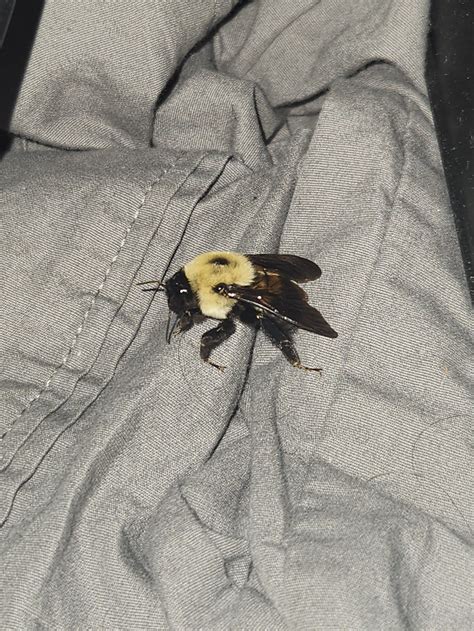 Carpenter Bees Sting