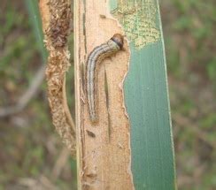 தவேப வேளாண் இணைய தளம் :: பயிர் பாதுகாப்பு :: பூச்சி :: தென்னை