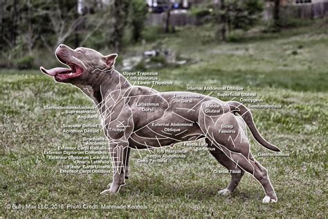 The Muscle Anatomy of Dogs - Everything You Need To Know | dog | Dog ...
