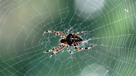 蜘蛛在结网时，是如何把第一根线从一边结到另一边上的呢？