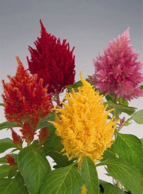 ZIXA Celosia Fresh Look Mix Seed Price in India - Buy ZIXA Celosia ...