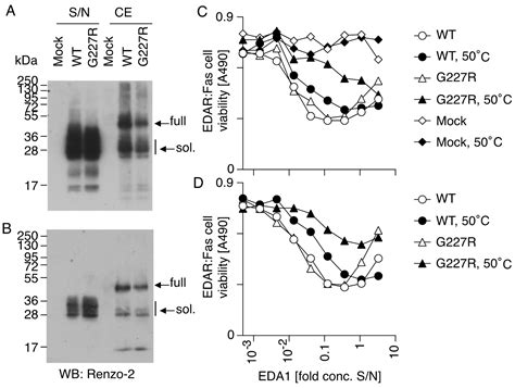 A Missense Mutation in the Collagen Triple Helix of EDA Is Associated ...