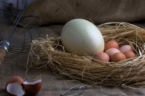 鸵鸟蛋市场价格多少钱一个 鸵鸟蛋一个有多重 - 致富热