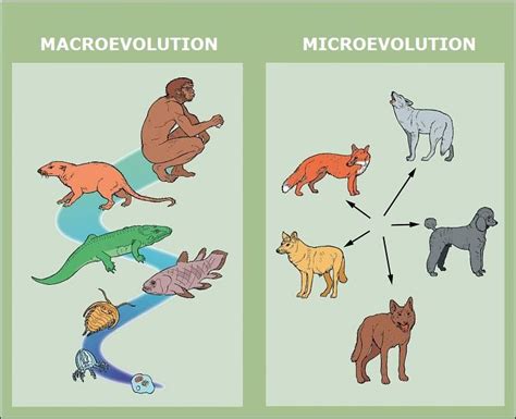 Image result for How Tmacroevolution