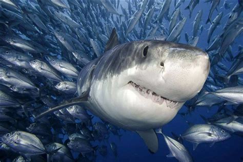 巨齿鲨和大白鲨对比,巨齿鲨和鲨,鲨vs巨齿鲨(第2页)_大山谷图库