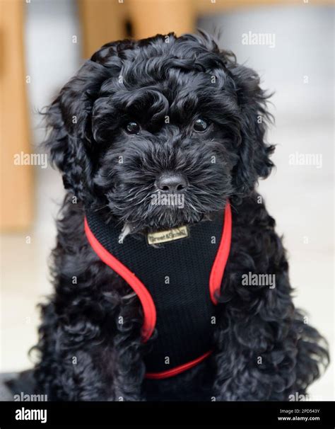Zwarte Cavapoo Volgroeid Cavapoo Dogs And Puppies For Sale