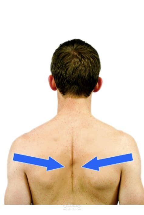 Scapular Muscle 的图像结果