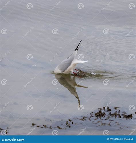 Image result for How to Catch Diving Fish