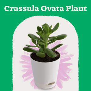 Ugaoo Crassula Ovata Jade Plant with Self Watering Pot (Good Luck Feng ...