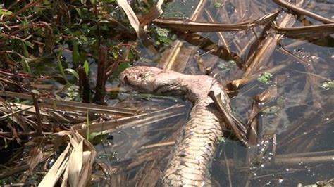 Image result for Alligator with Dead Python