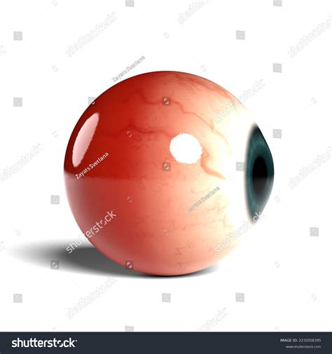 Eyeball Side View
